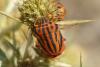 Graphosoma semipunctatum